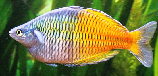 MELANOTAENIA BOESEMANI